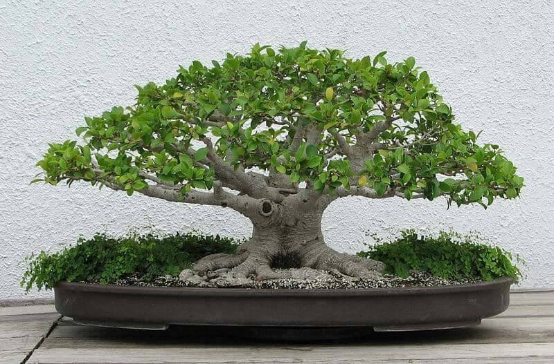 Bonsai