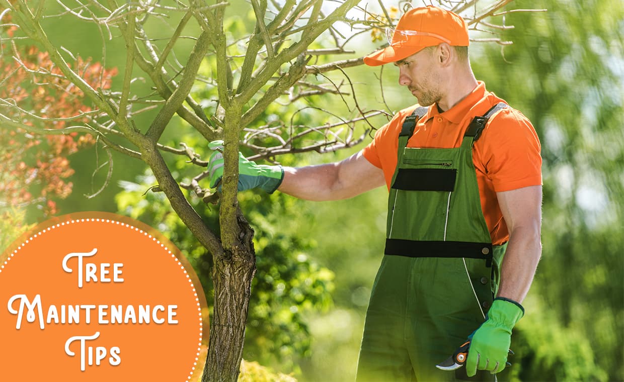Tree Maintenance