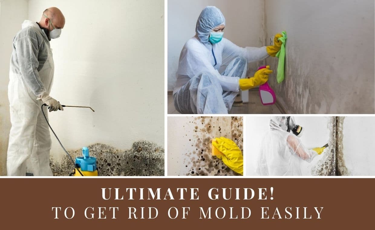 Get Rid of Mold