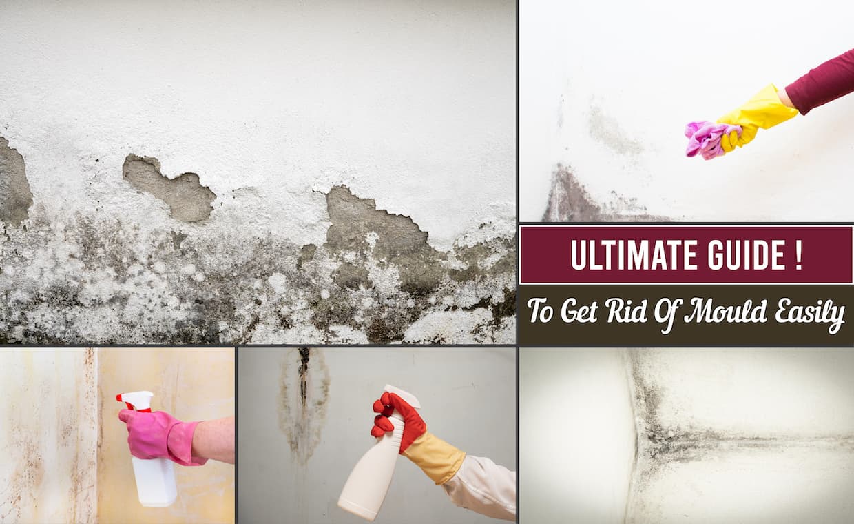 Get rid of mold
