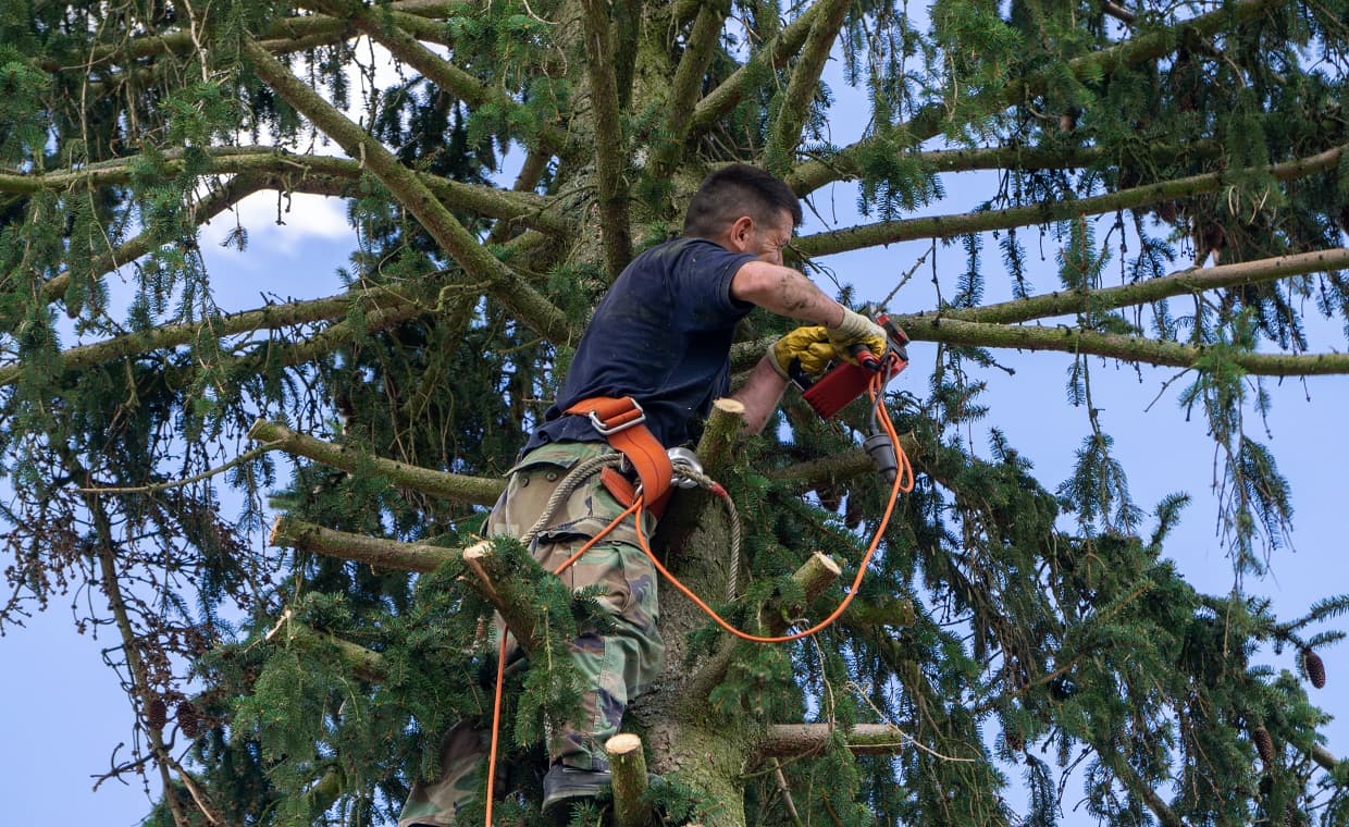 Tree Maintenance