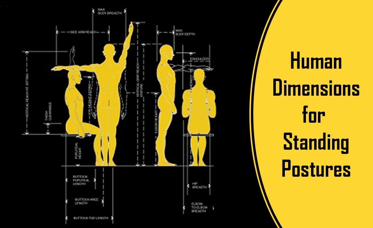 Human Dimensions for Standing Postures – 01 – 0501010007 Human Dimensions for Standing Postures