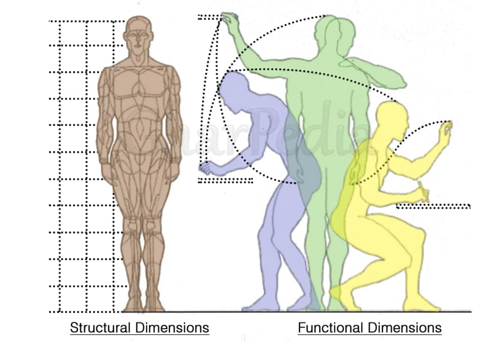 0501010005-01-Human-Body-Structural-Functional-Dimensions