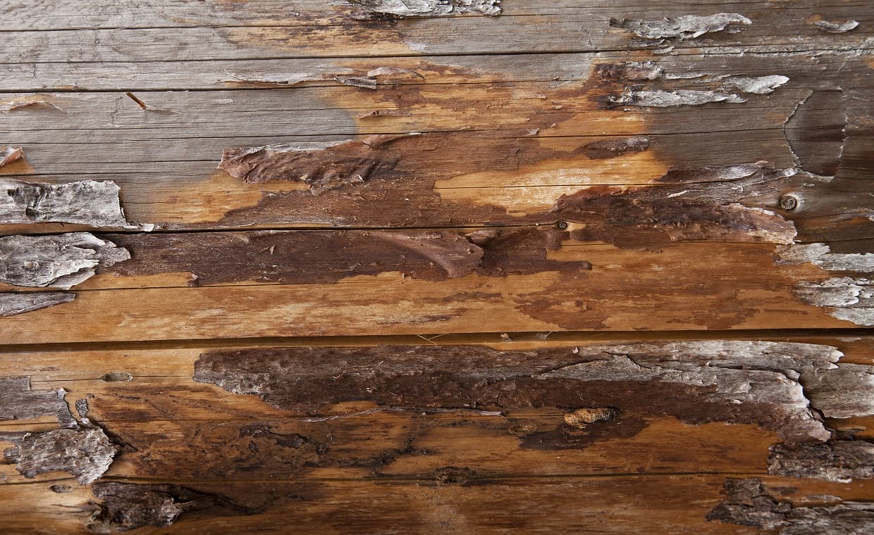 Paint Bleeding Defect – shutterstock Paint Bleeding Defect - shutterstock