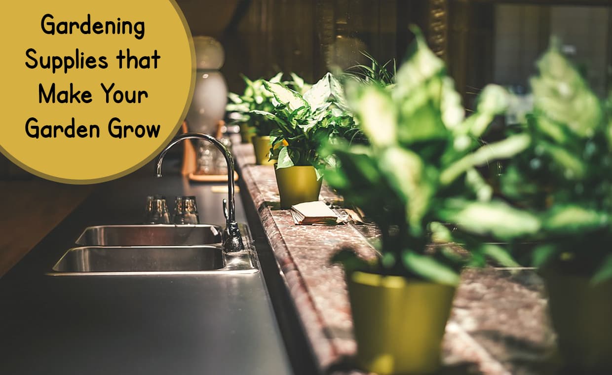 Indoor Plants in kitchen Near Sink – 00 – 0505180003 Indoor Plants in kitchen Near Sink