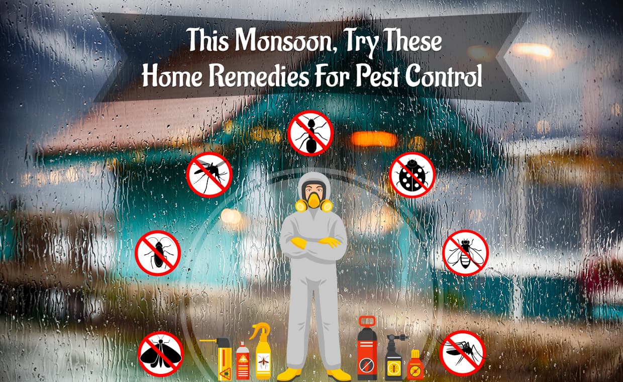 Home Remedies for Pest Control in Monsoon Home Remedies for Pest Control in Monsoon