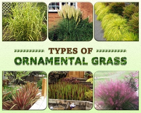 Types of Ornamental Grass – 00 – 1403130002 Types of Ornamental Grass