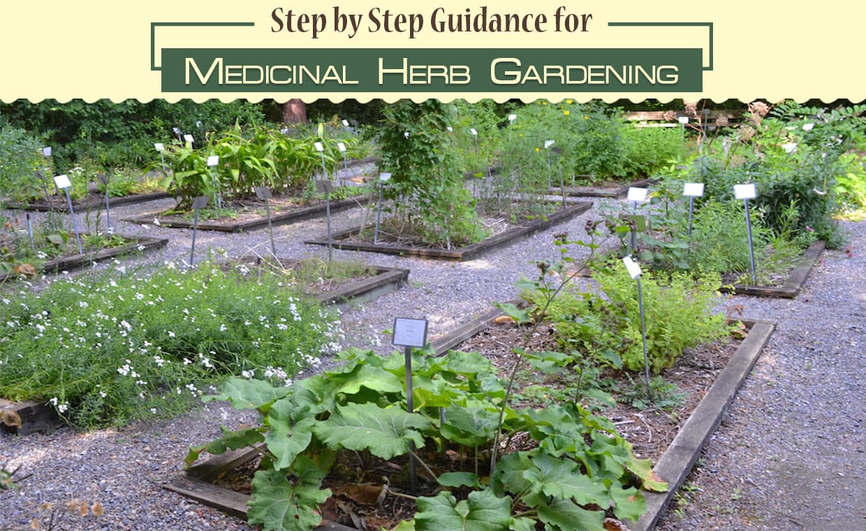 Medicinal Herb Gardening Medicinal Herb Gardening