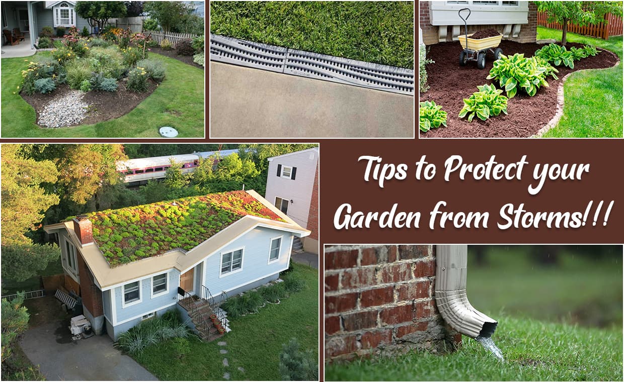 Landscaping Tips for Storm – 01 – 1403010003 Landscaping Tips for Storm