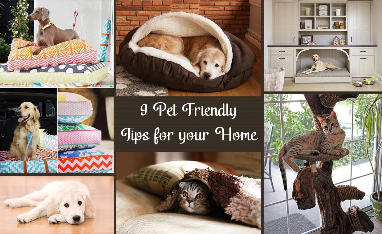 9 Tips to Create Space for Your Pet in Your Home – 01 – 0503010038 9 Tips to Create Space for Your Pet in Your Home