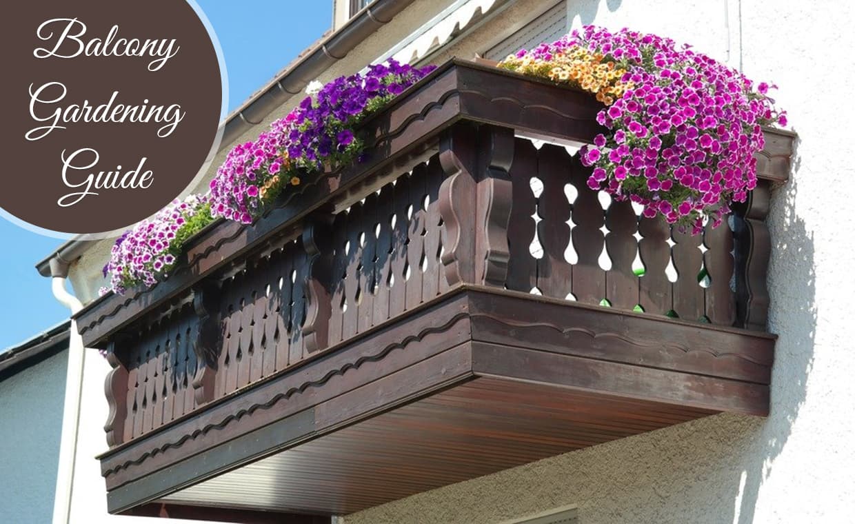 Balcony Garden with Flowering Plants Balcony Garden with Flowering Plants