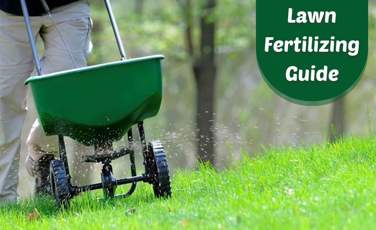 Fertilizing your Lawn Fertilizing your Lawn