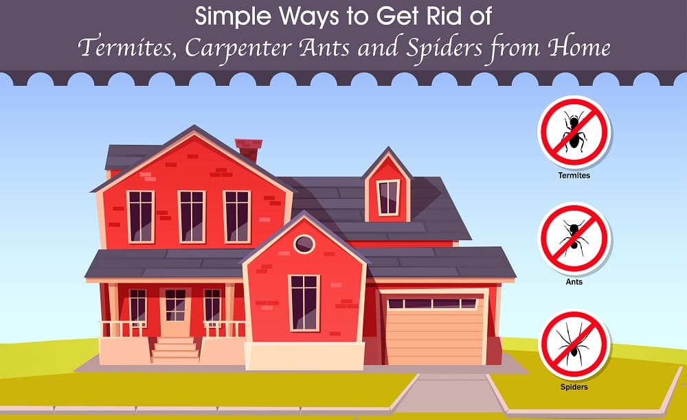 Simple Ways to Get Rid of Termites, Carpenter Ants and Spiders at Home. Simple Ways to Get Rid of Termites, Carpenter Ants and Spiders at Home.
