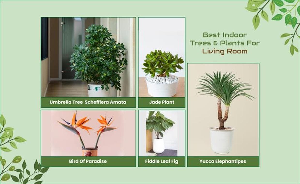 Best Indoor Trees And Plants For Living Room Best Indoor Trees And Plants For Living Room