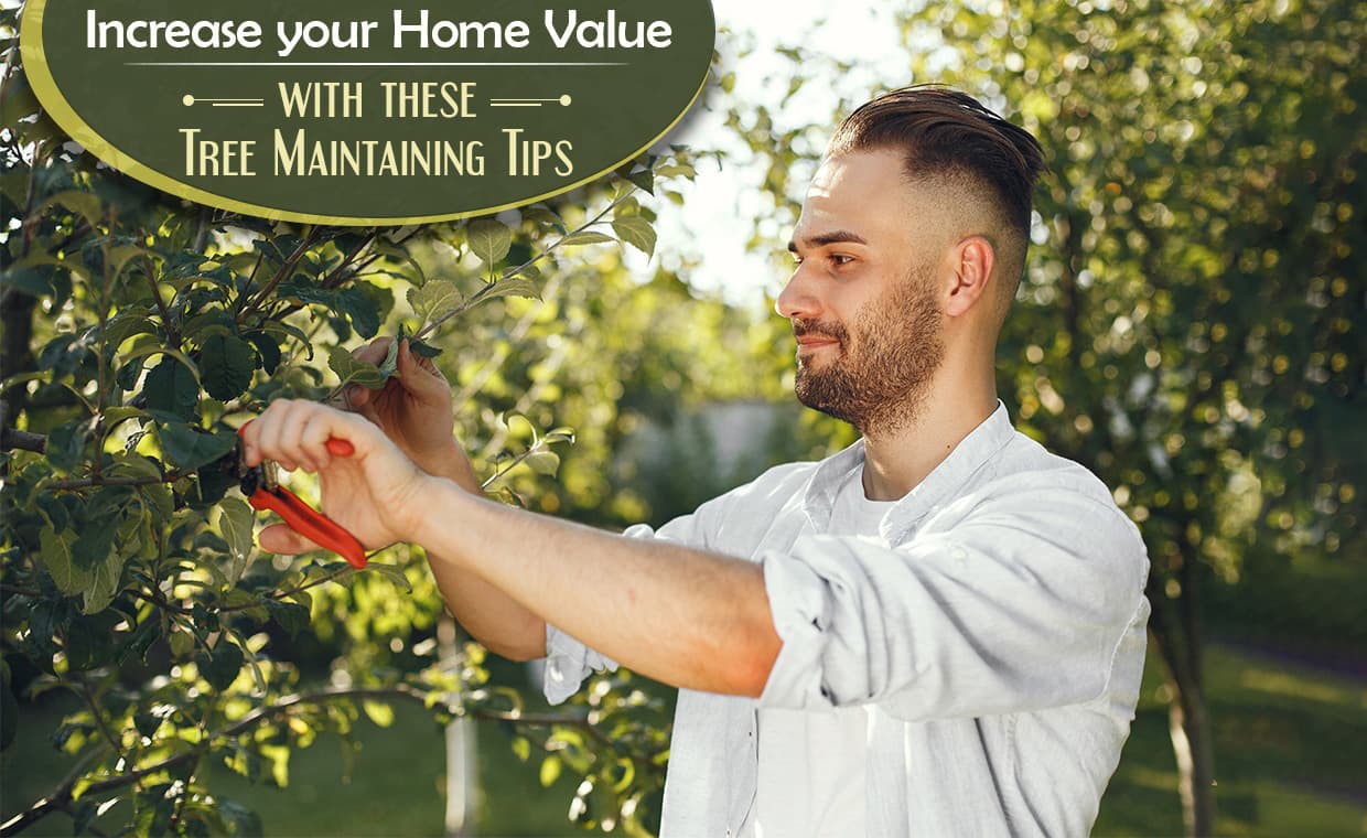 Tree Maintenance Tips Tree Maintenance Tips