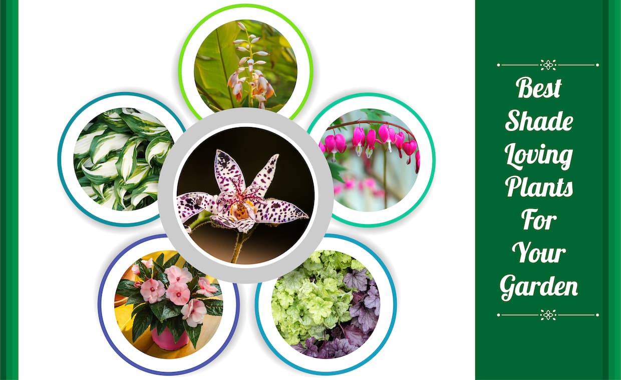 Best Shade-Loving Plants For Your Garden Best Shade-Loving Plants For Your Garden