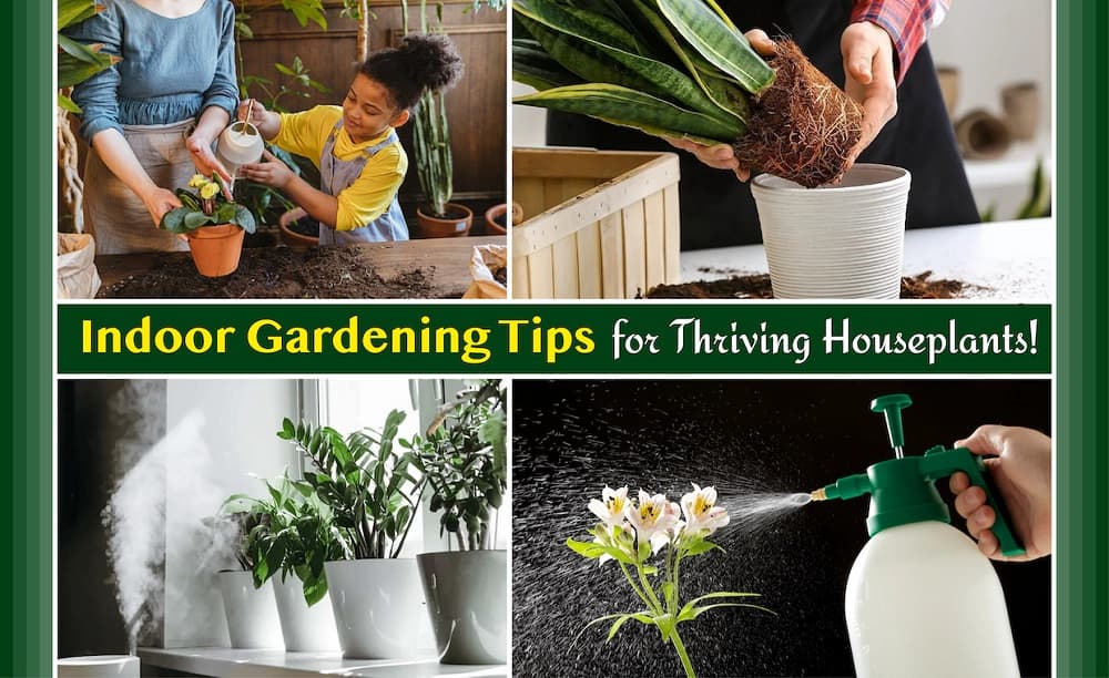 Indoor Gardening Tips Indoor Gardening Tips