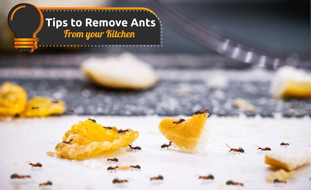 Get rid of Ants from Kitchen Get rid of Ants from Kitchen