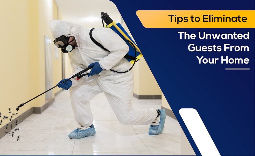 How To Get Rid Of Ants From Your House How To Get Rid Of Ants From Your House