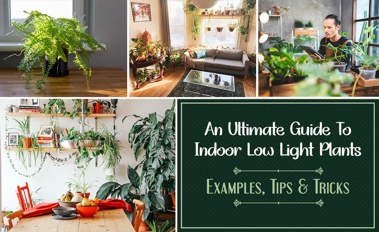 An Ultimate Guide To Indoor Low Light Plants Examples Tips & Tricks An Ultimate Guide To Indoor Low Light Plants Examples Tips & Tricks