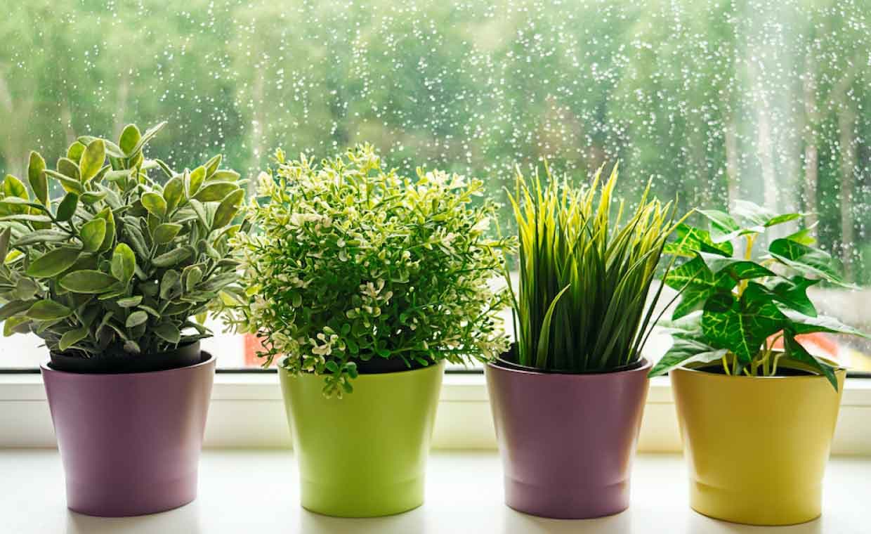 Best Indoor Plants for Monsoon Best Indoor Plants for Monsoon