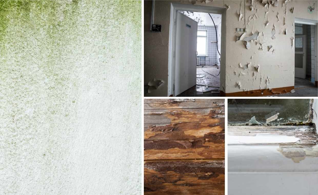 Algae - Fungus Growth on Paint