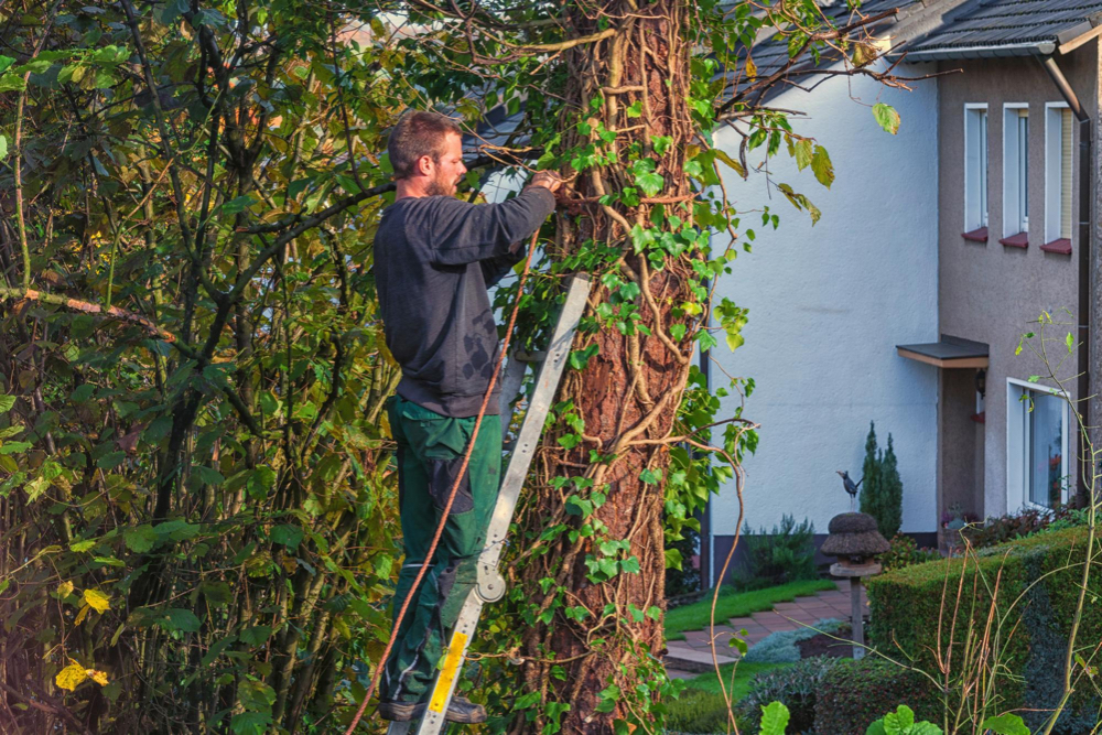 Trim Trees