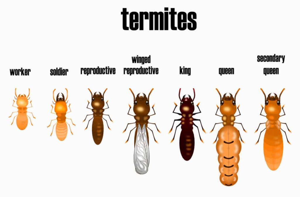 Classes of Termites