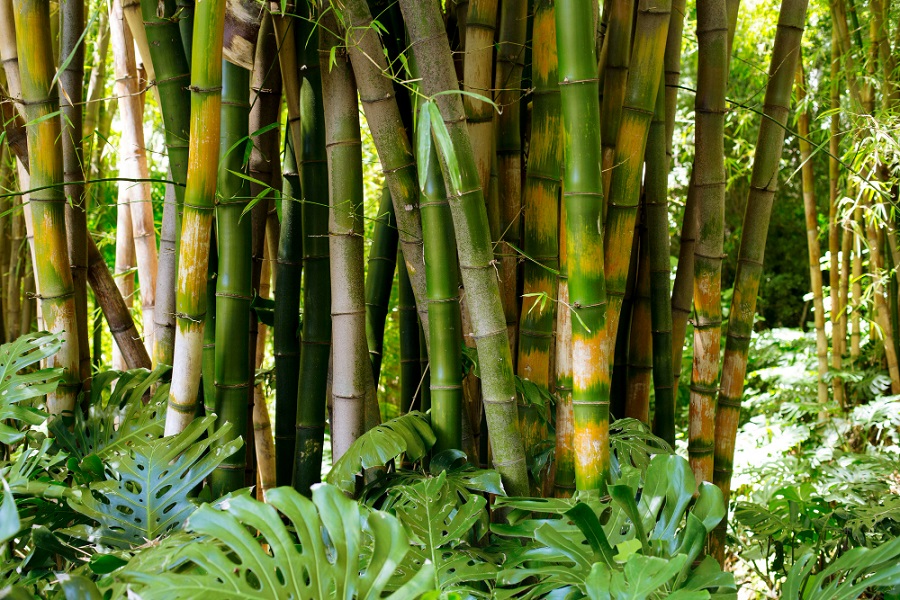 Bamboo