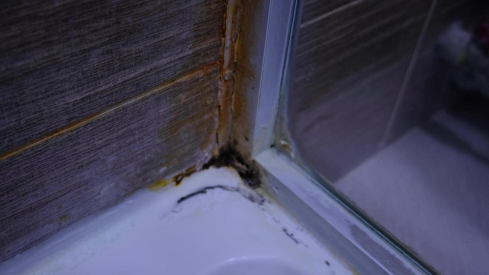 Mold Infestation in Bathroom