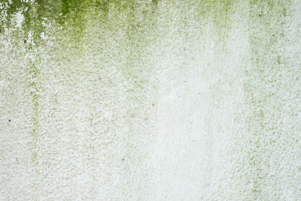 Algae Fungus Growth on Paint shutterstock