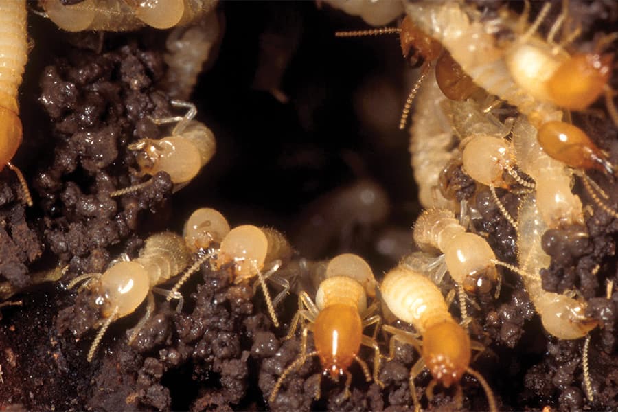 Termite Prevention