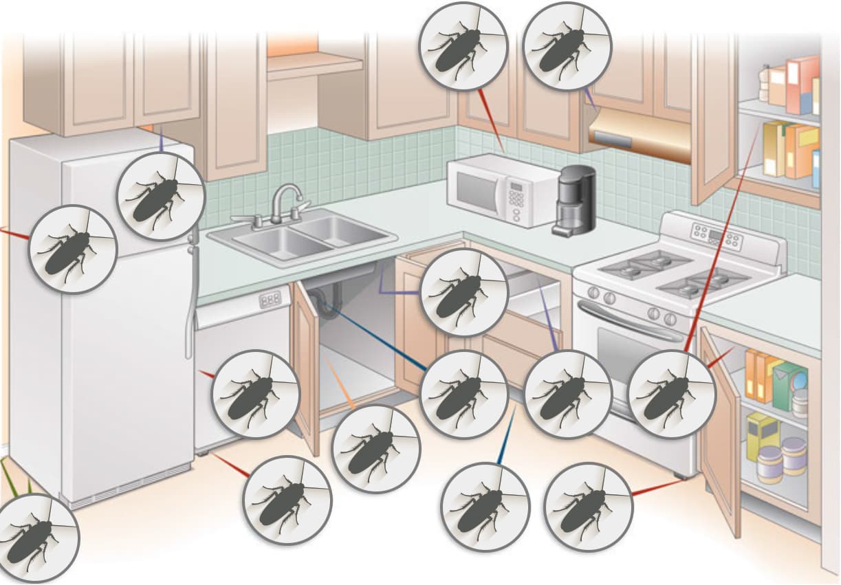 Growing places for cockroaches
