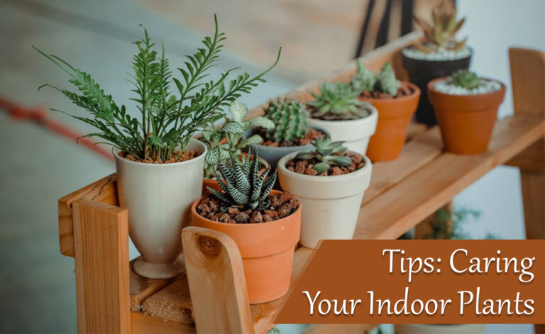 Tips Caring Your Indoor Plants