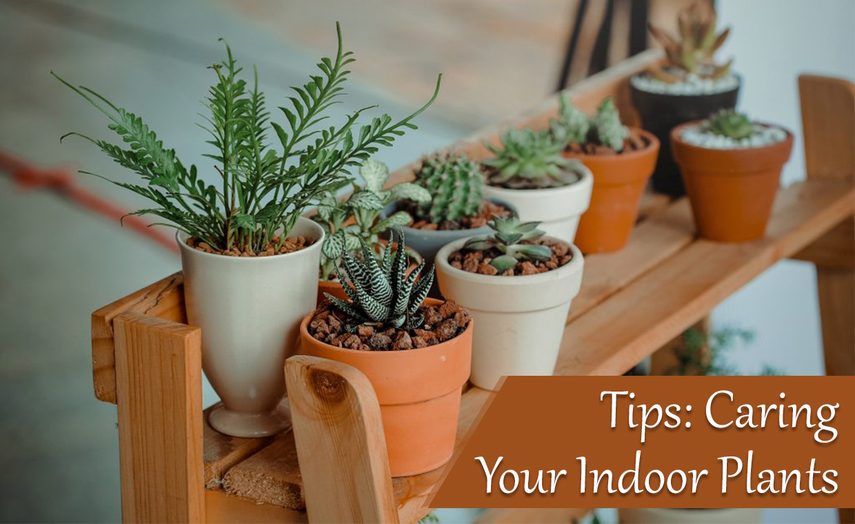 Tips Caring Your Indoor Plants