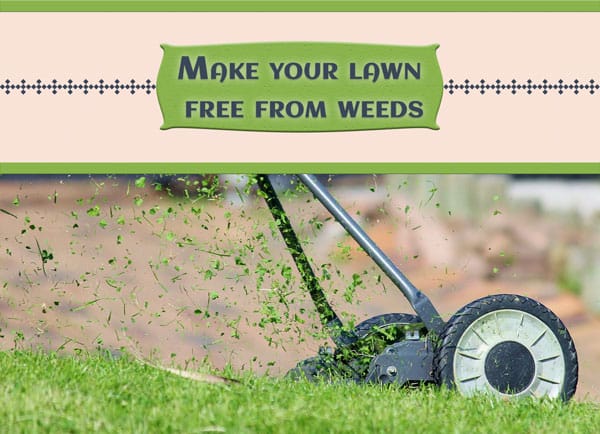 Make your lawn free from weeds