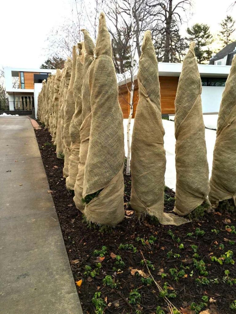 Burlap covers to protect Plants