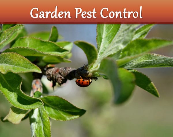 Garden Pest Control