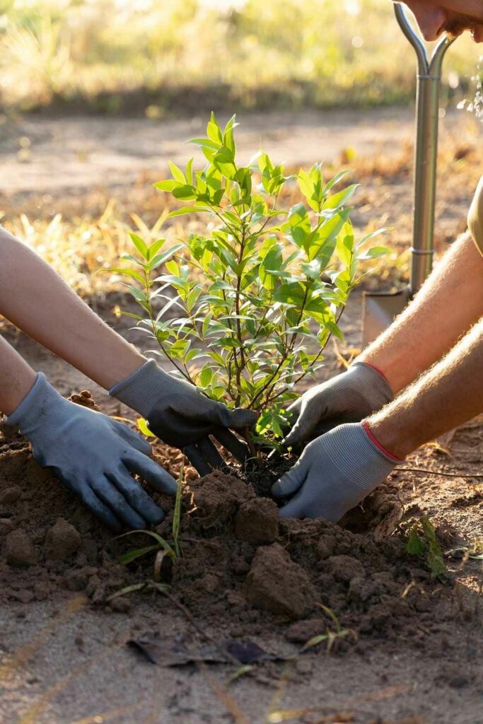 Planting Shrubs
