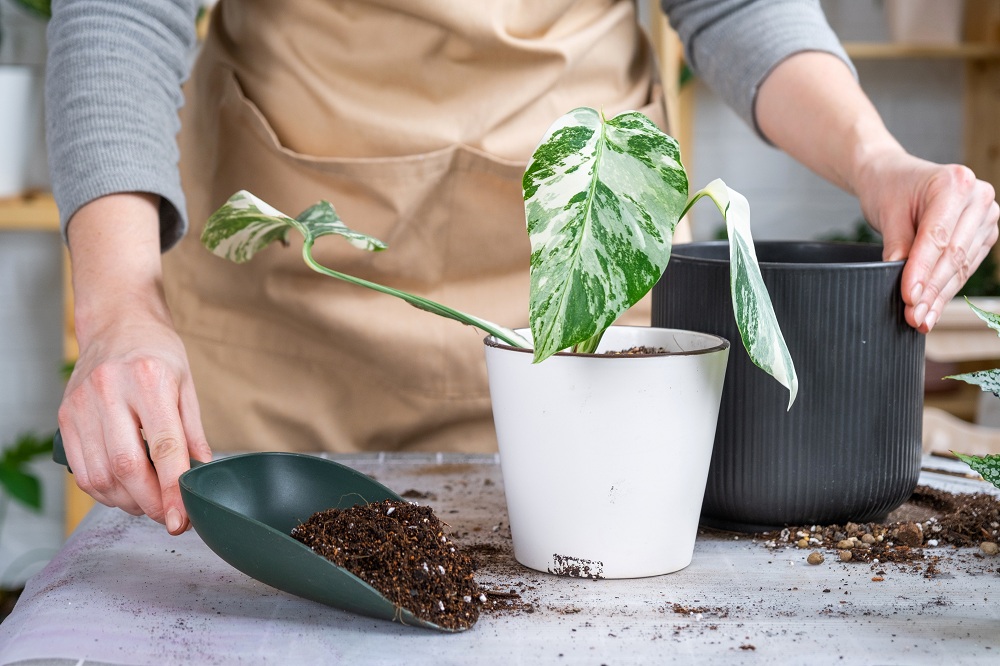 Providing your plants with plant foods