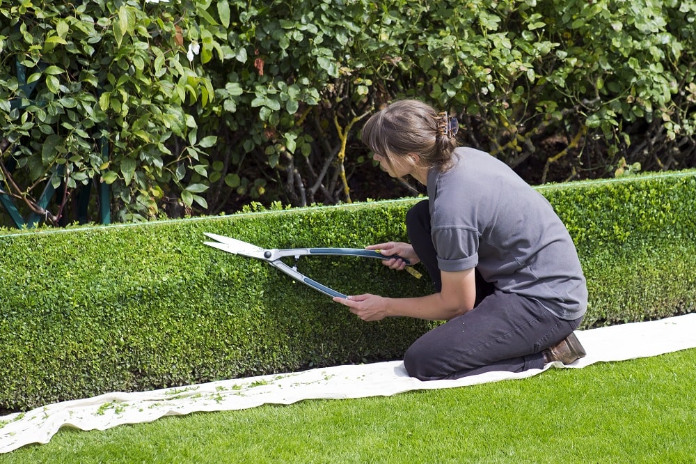 Pruning Shrubs