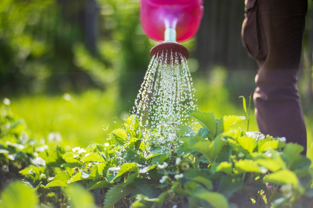 Watering the Shrub