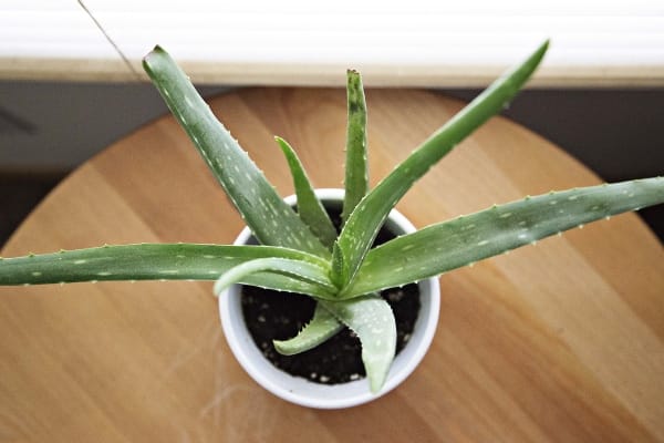 Aloe Vera Plant - Air purifying Plant