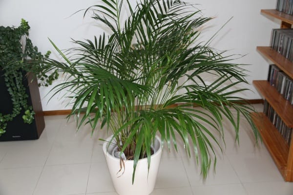 Areca Palm Plant - Air purifying Plant