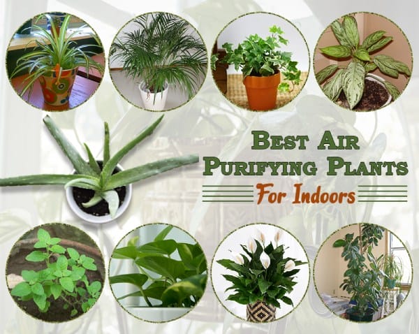 Best 10 Purifying Plants for Indoors