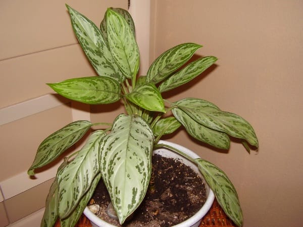 Chinese Evergreen Plant - Air purifying Plant