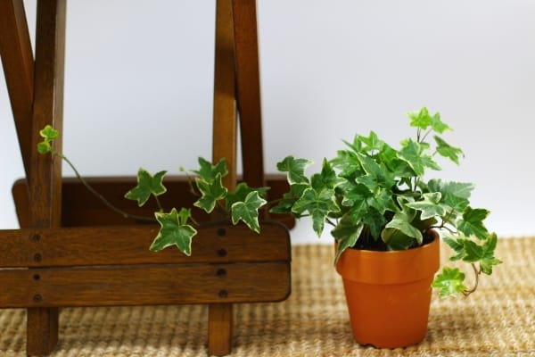 English Ivy Plant - Air purifying Plant