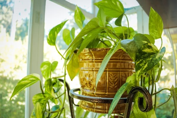 Money Plant - Air purifying Plant