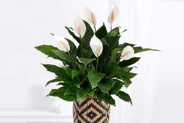 Peace Lily Plant - Air purifying Plant