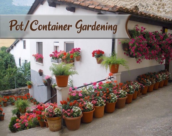Pot or Container Gardening for Homes